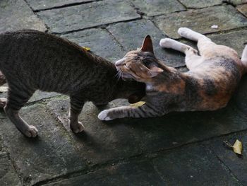 High angle view of cats on footpath