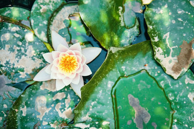 Close-up of flowering plant