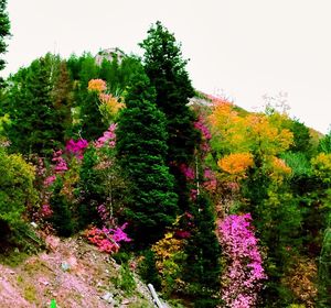 Flowers growing on tree against sky