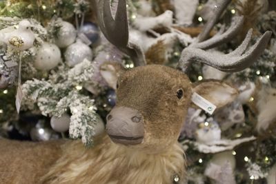 Close-up of stuffed toy on christmas tree