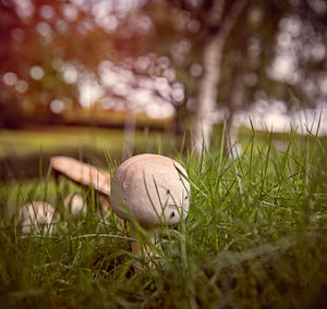 Close up of eggs in grass