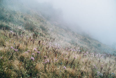 Scenic view of field and mountains