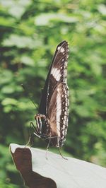 Close-up of butterfly on plant