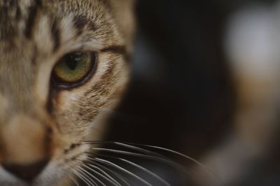 Close-up portrait of cat