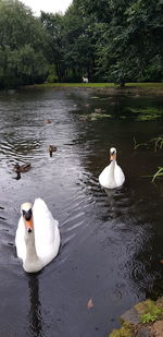 Swans swimming in lake