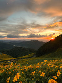 Scenic view of field against sky during sunset