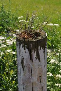 Close-up of old plant