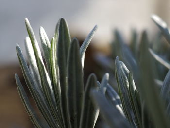 Close-up of succulent plant