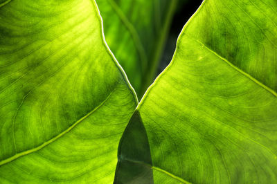 Close-up of green leaves