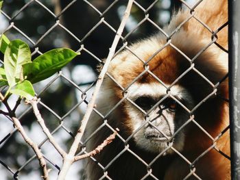 Close-up of chainlink fence