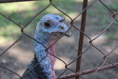 Close-up portrait of turkey bird in captivity