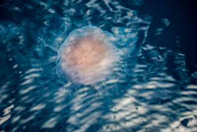 Close-up of jellyfish swimming in sea