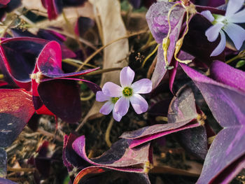 Close-up of raindrops on purple flowering plant