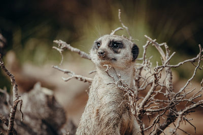 Close-up of an animal