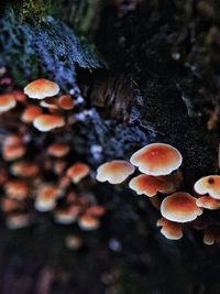 Close-up of mushrooms growing in sea