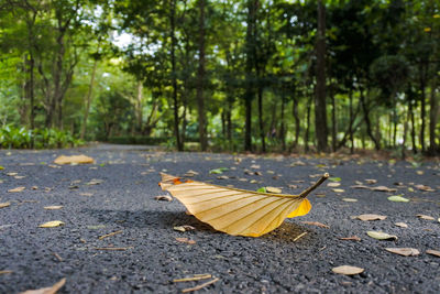 Autumn leaves on road