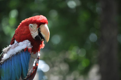 Red and blue macaw parrot side view profile