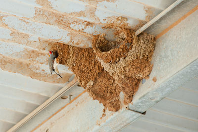 Low angle view of bird perching on roof at construction site