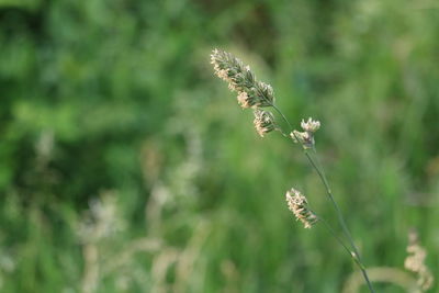 Close-up of flowering plant on field