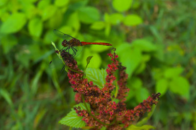 Close-up of insect pollinating on flower