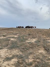 View of horses on field against sky