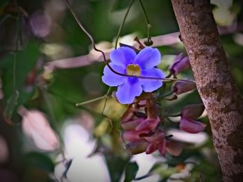 Close-up of purple flowers blooming