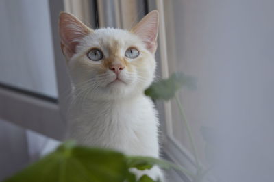 Siamese white kitten.domestic animals