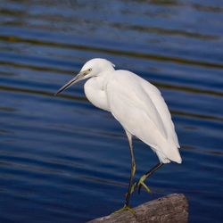 Close-up of egret on driftwood against lake