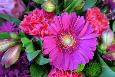 Close-up of pink flowers