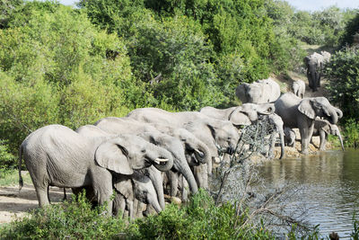 Elephants drinking water from lake