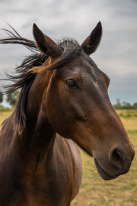 Close-up of horse