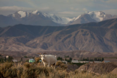 Sheep on landscape against mountains