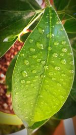 Close-up of wet plant leaves