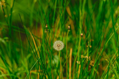 Close-up of dandelion growing on field