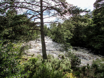 Trees growing in forest