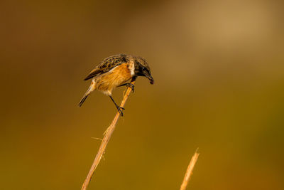 Close-up of bird perching on twig