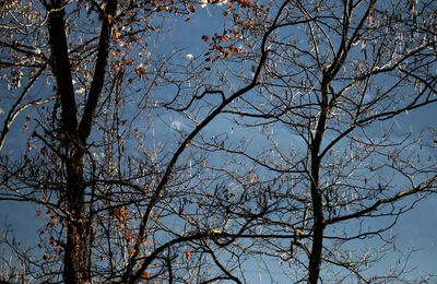 Low angle view of bare trees against sky