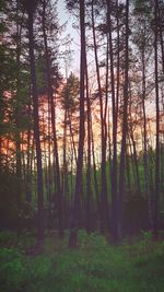 View of trees in forest