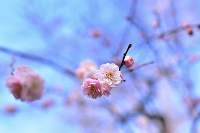 Close-up of pink cherry blossom