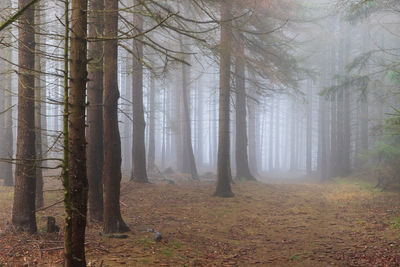 Trees in forest during foggy weather