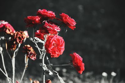 Close-up of red flowers