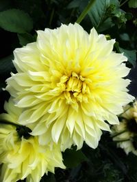 Close-up of yellow flower blooming outdoors