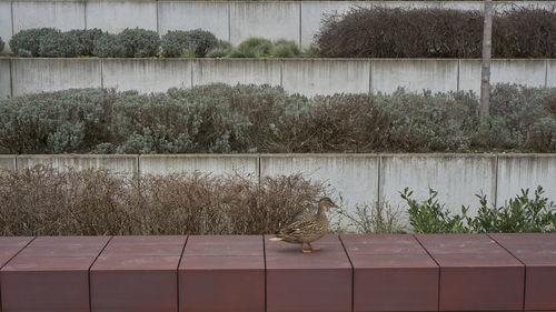 Duck perching on wall against plants