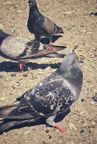 High angle view of pigeons on field
