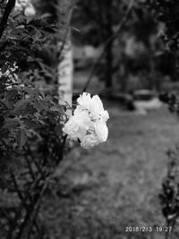 Close-up of flowers blooming outdoors