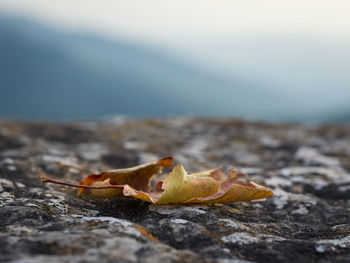 Close-up of lizard on rock