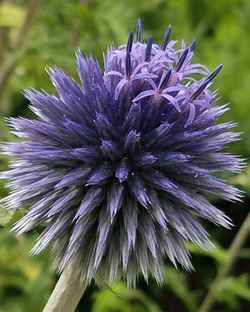 Close-up of purple thistle flower