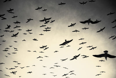 Low angle view of silhouette birds flying against sky
