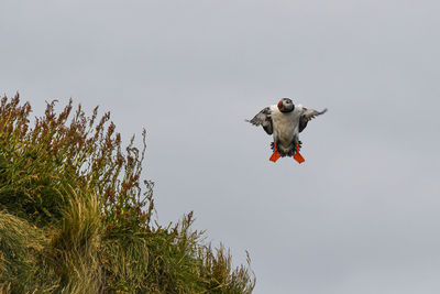 Low angle view of bird flying