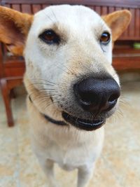 Close-up portrait of a dog